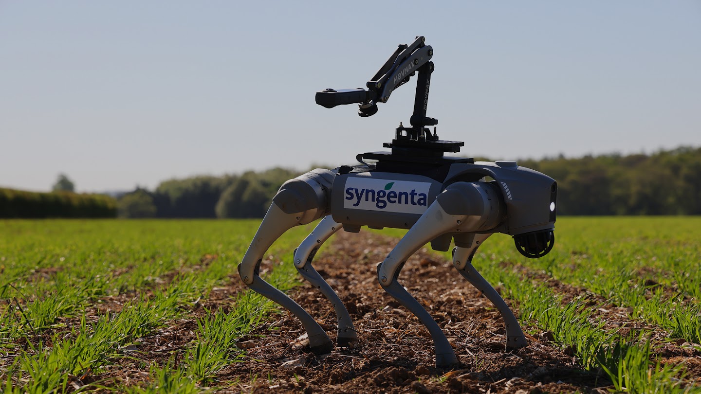 A four-legged robotic dog with a Syngenta logo and a robotic arm on top stands in a sunny, green agricultural field, designed for real-time crop scouting.
