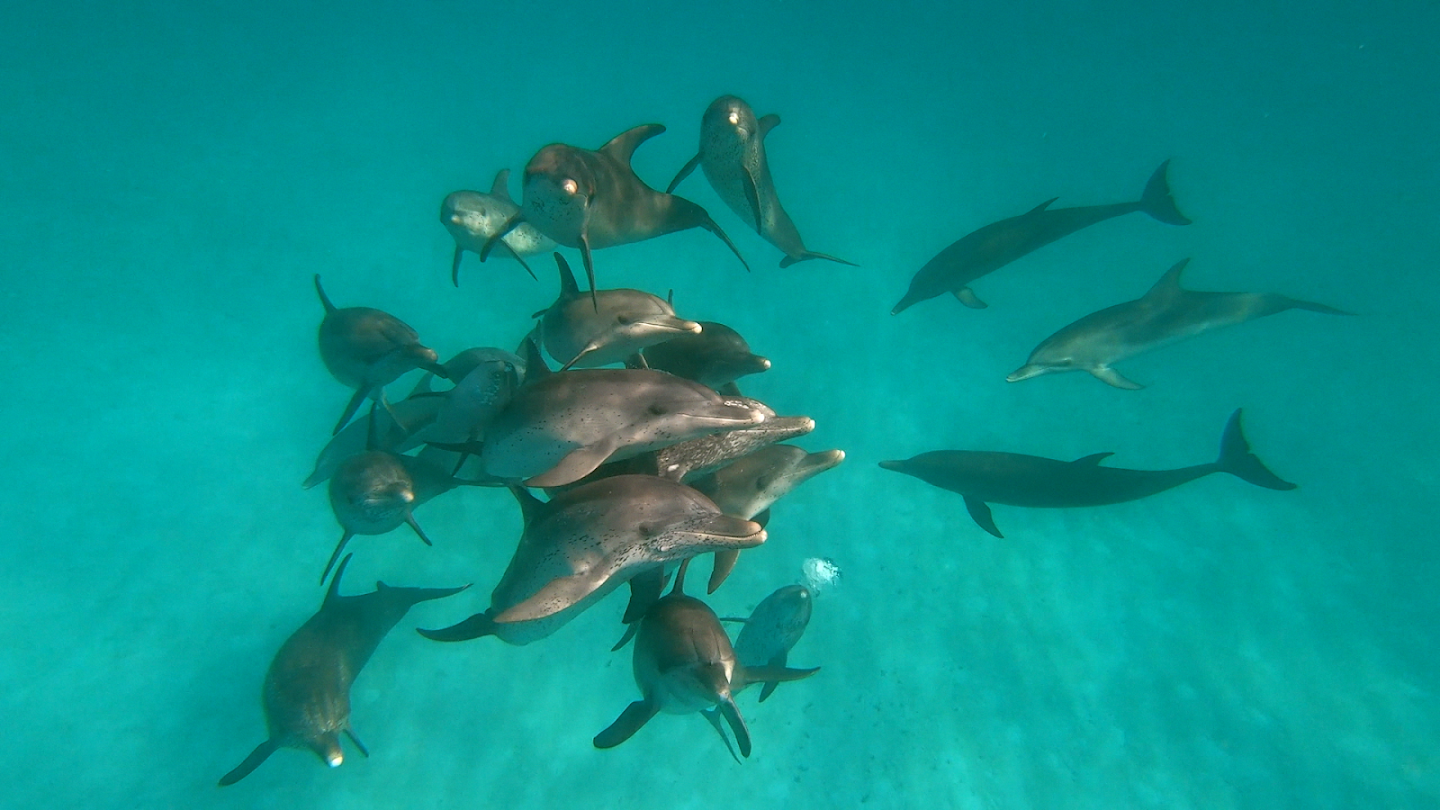 dolphingemma__one-giant-splash