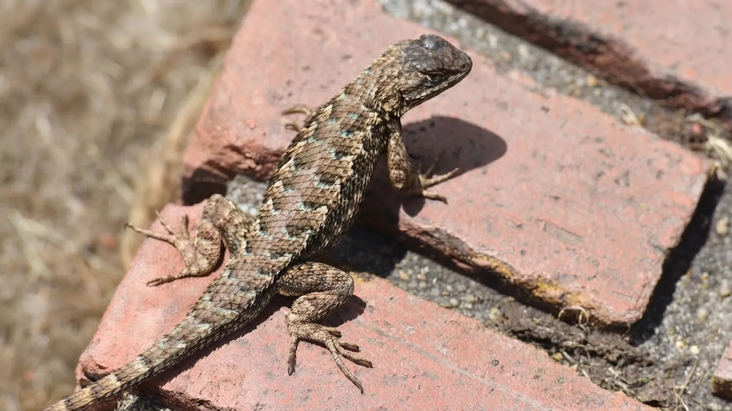 A detailed photograph of a spiny lizard with turquoise-flecked scales basking on red bricks.