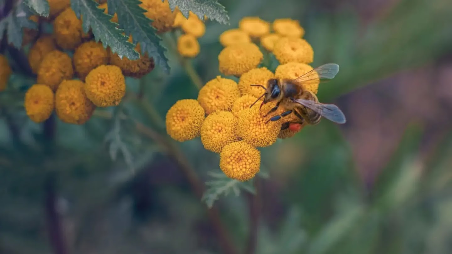 Bee on a yellow flower