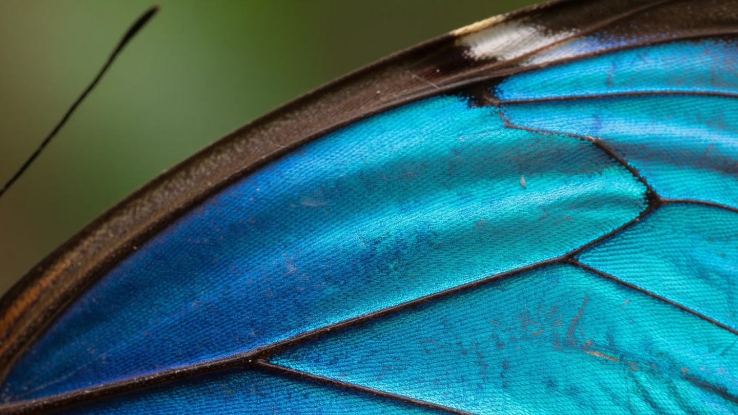 AI-generated image of: Extreme close-up, macro view of a butterfly wing, highlighting the intricate texture of the iridescent blue and teal scales, segmented by dark, delicate veins, with the wing's brown edge curving along the top.