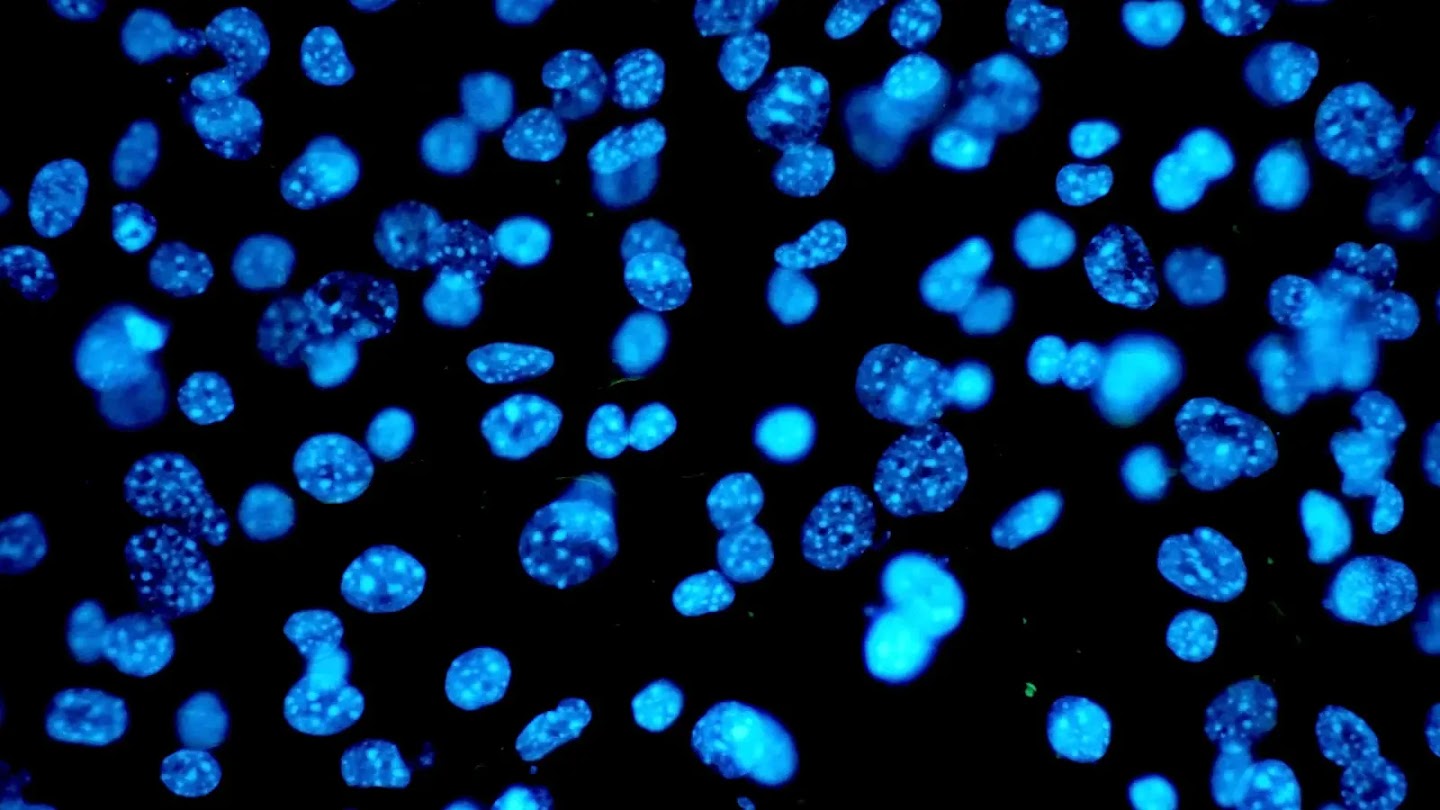 Fluorescence microscopy image of cell nuclei stained bright blue on a black background.