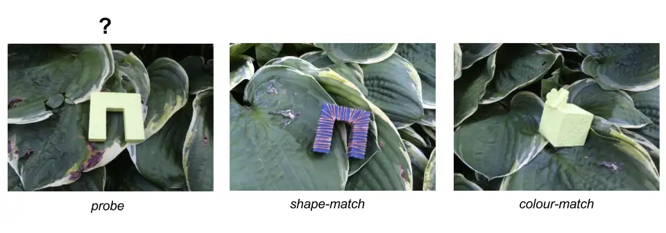 On the far left, an approximately U-shaped object with right-angled edges, used as our probe image.The AI was tasked with matching this object with a blue object of identical shape, or a differently shaped object of identical color.