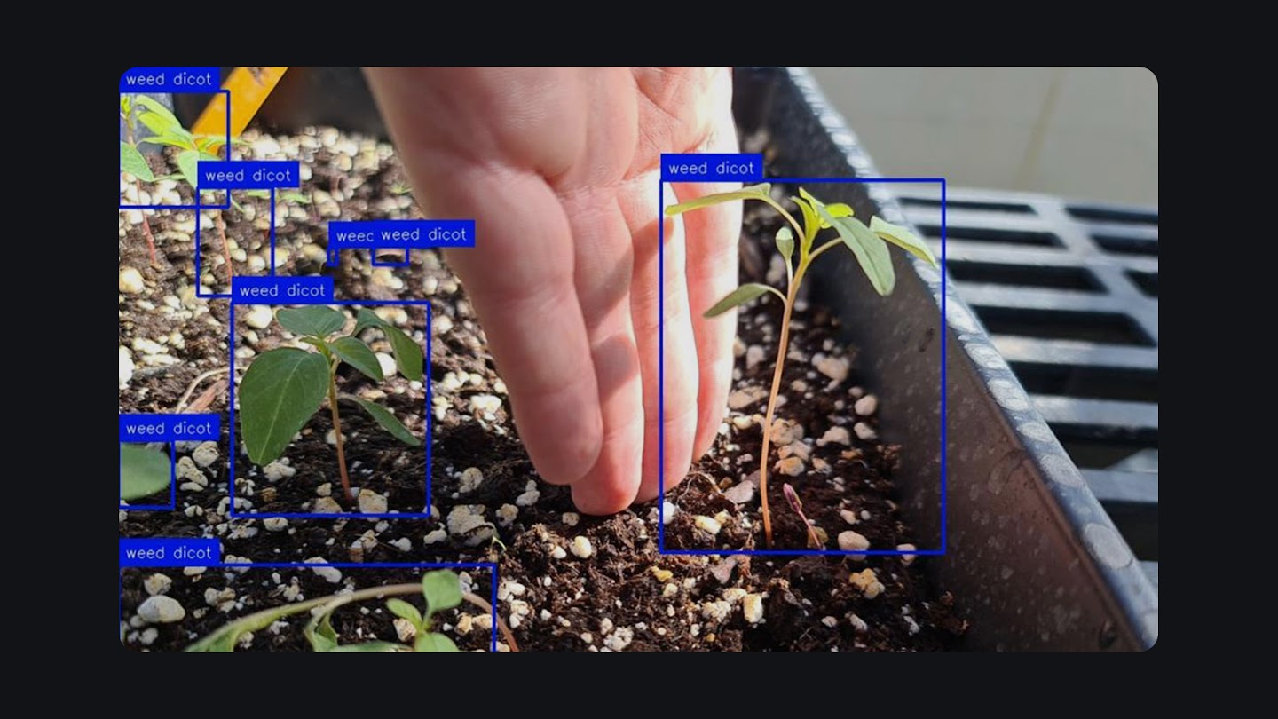 A close-up image showing a hand next to young plants in a seedling tray, with blue bounding boxes overlaying the plants, labeling them as "weed dicot" for object detection and identification.