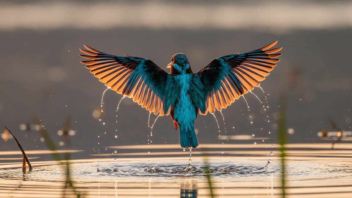 AI-generated image of: a kingfisher frozen in mid-flight, showcasing highly detailed, translucent orange and blue feathers backlit by the sun, with individual water droplets scattering from its takeoff